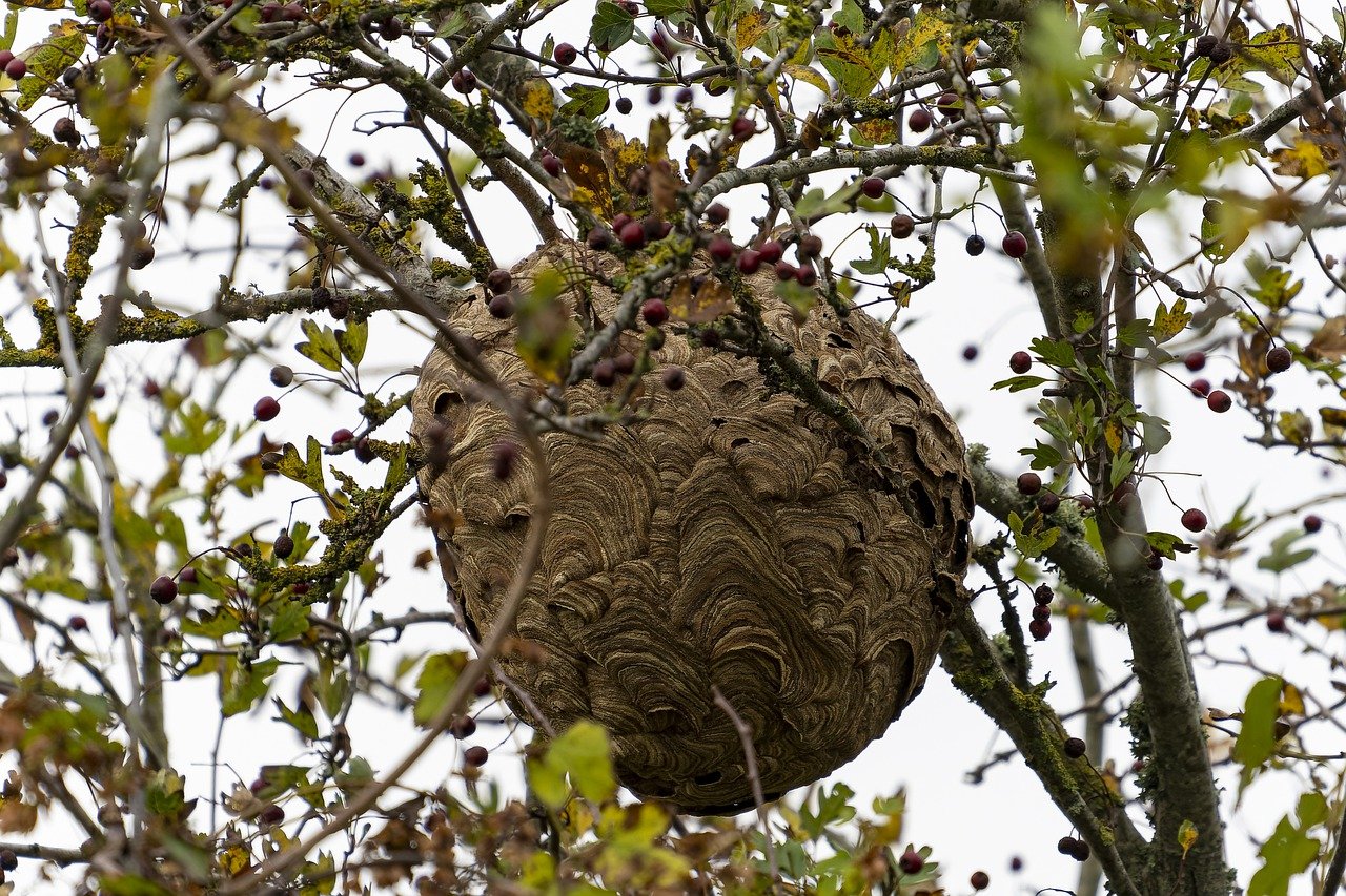 Les nids de frelons asiatiques sont souvent installés dans les arbres