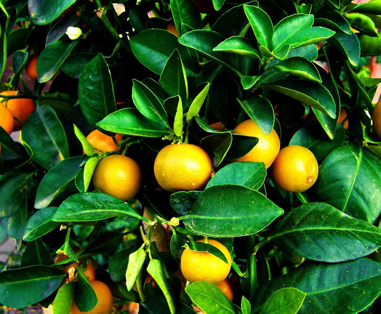 mandarinier