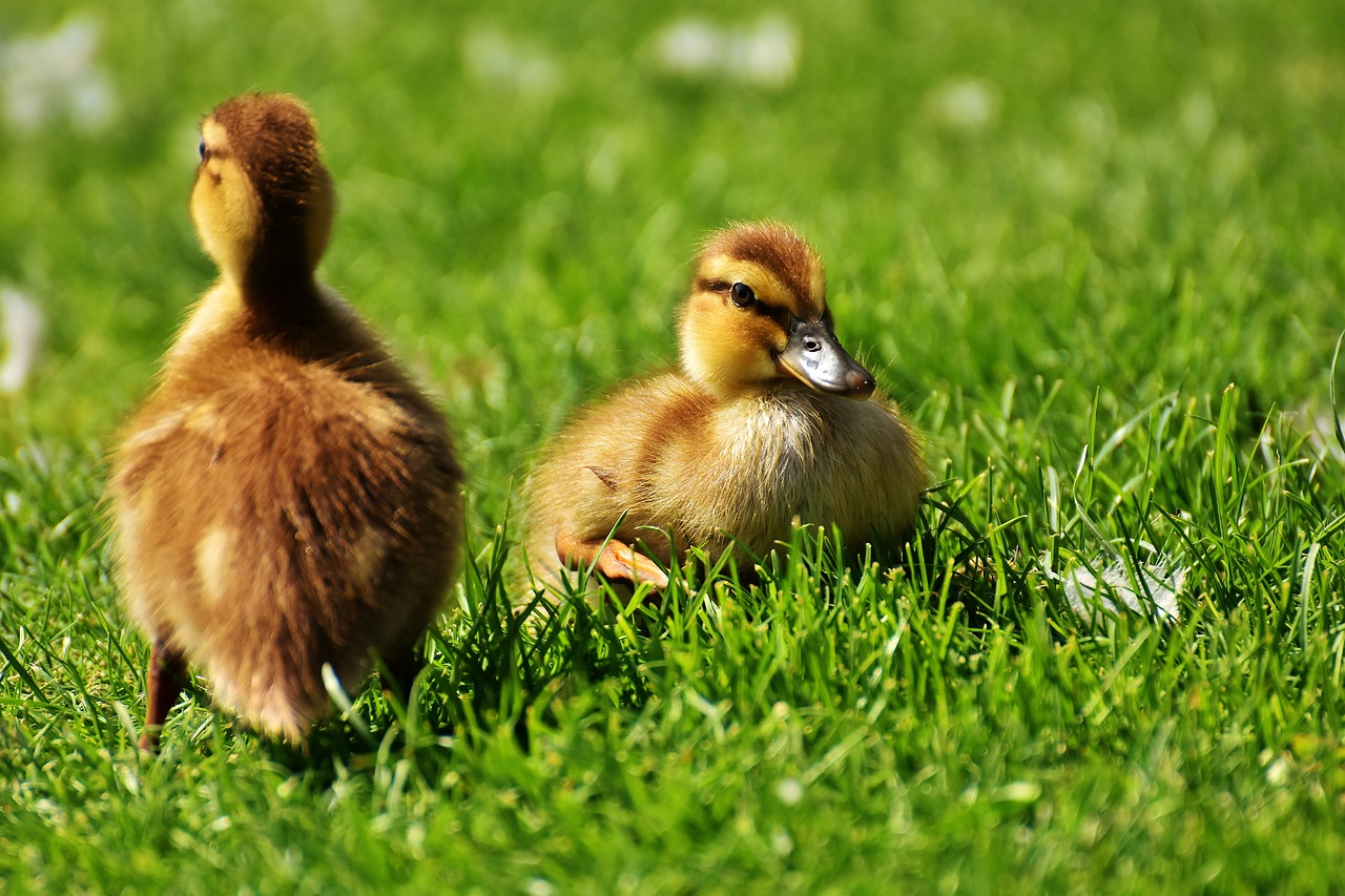 canards domestiques